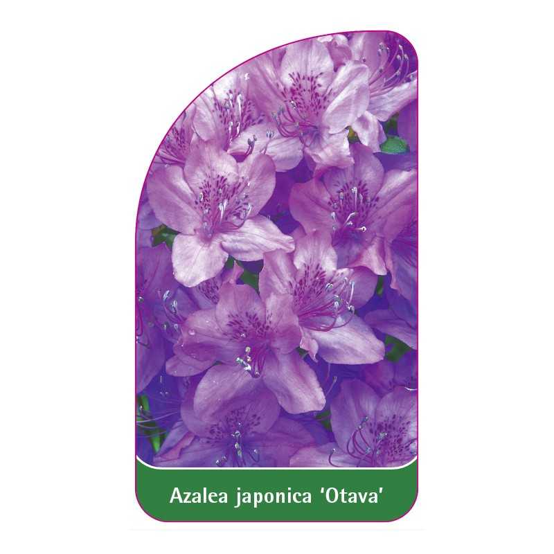 azalea-japonica-otava-standard1