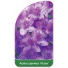 azalea-japonica-otava-standard1