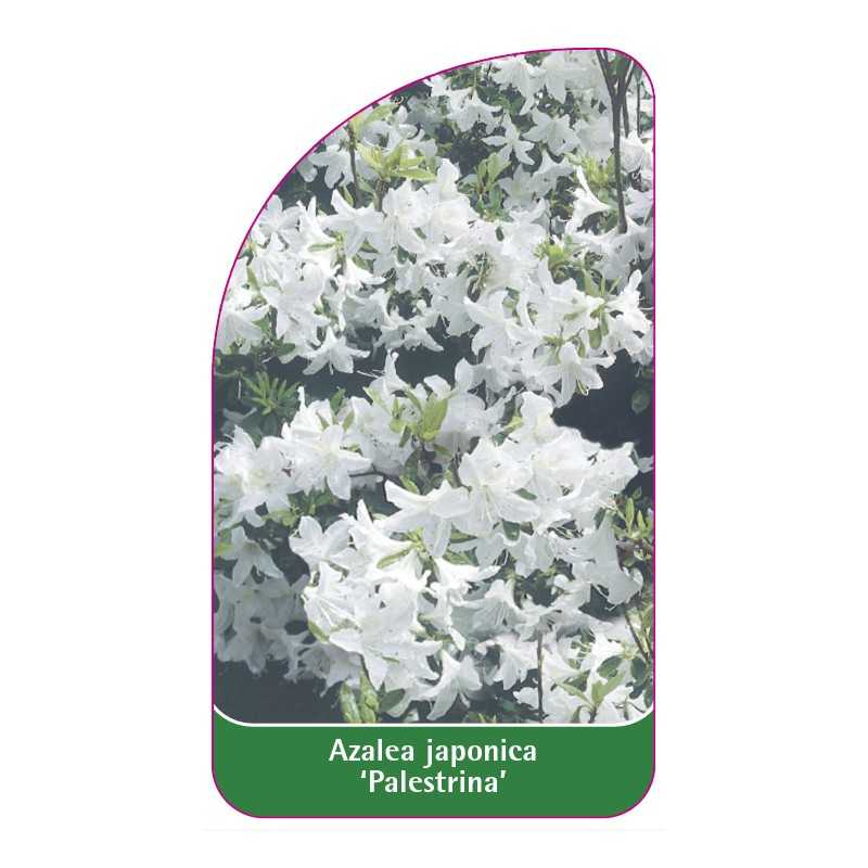 azalea-japonica-palestrina-1