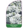 azalea-japonica-palestrina-1
