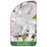 azalea-japonica-pleasant-white-b1