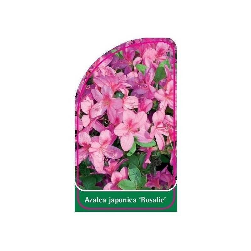 azalea-japonica-rosalie-1