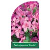 azalea-japonica-rosalie-1