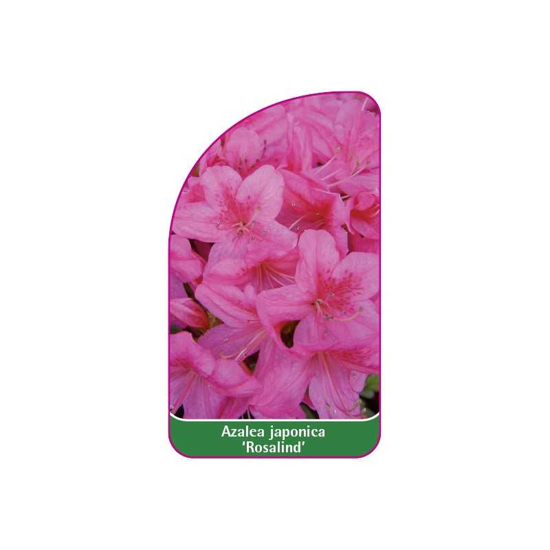 azalea-japonica-rosalind-1