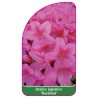 azalea-japonica-rosalind-1