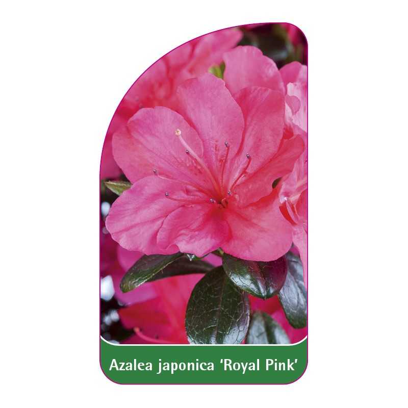azalea-japonica-royal-pink-1