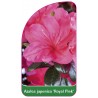azalea-japonica-royal-pink-1
