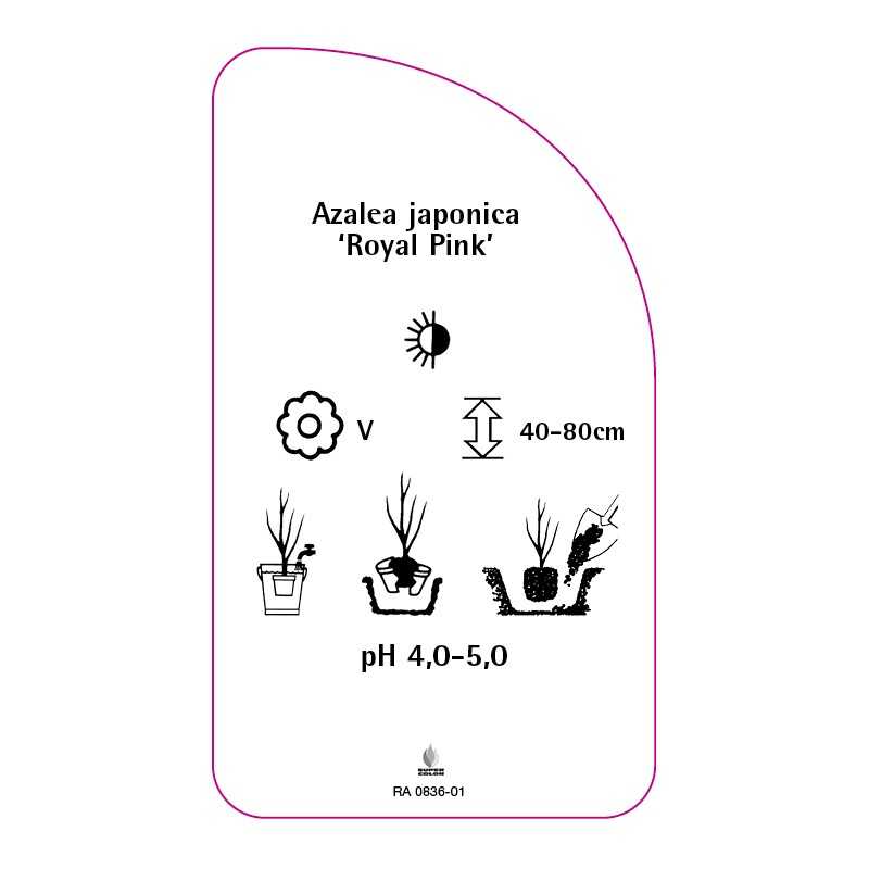 azalea-japonica-royal-pink-0