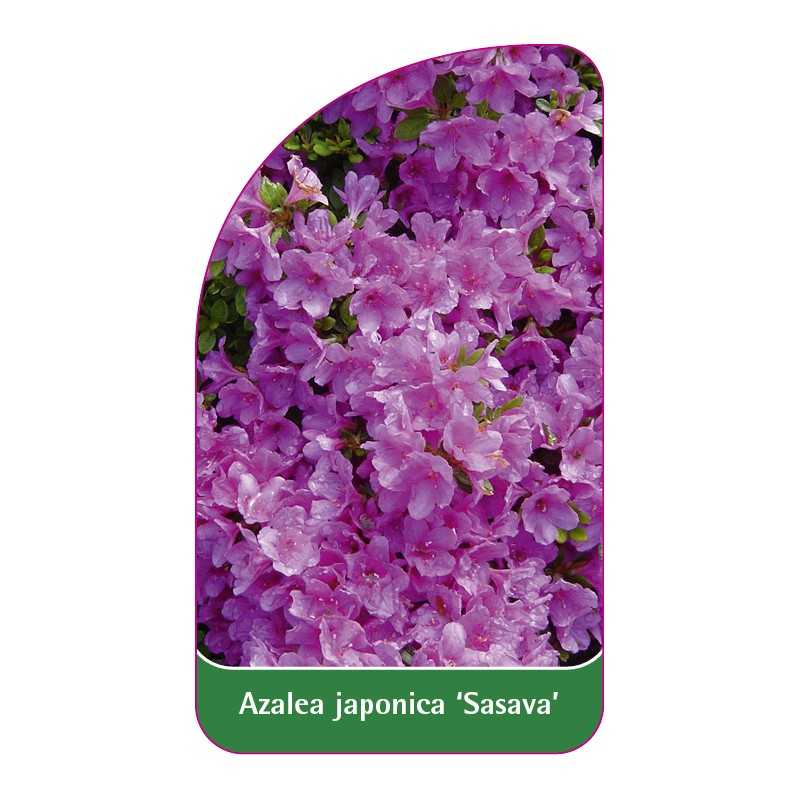 azalea-japonica-sasava-standard1