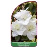 azalea-japonica-schneeglanz-mini-b1