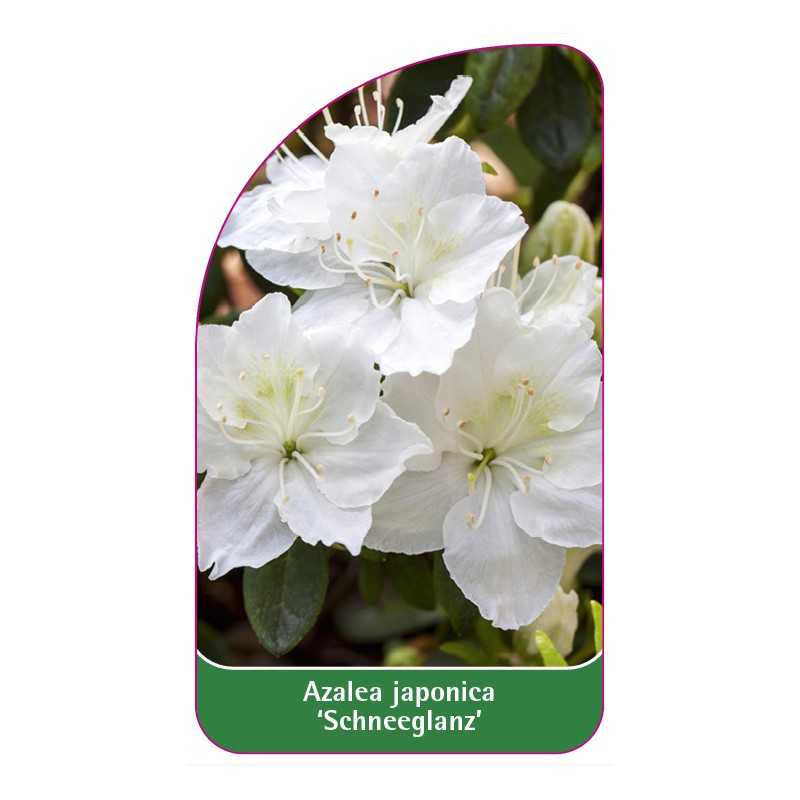 azalea-japonica-schneeglanz-standard1