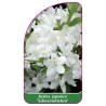 azalea-japonica-schneewittchen-1