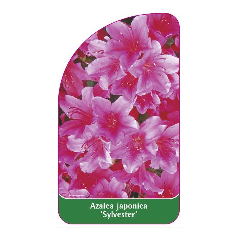 azalea-japonica-sylvester-standard1