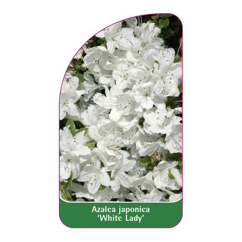 azalea-japonica-white-lady-standard1
