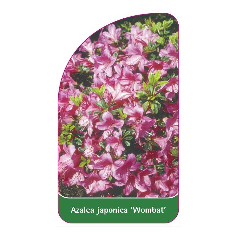 azalea-japonica-wombat-1
