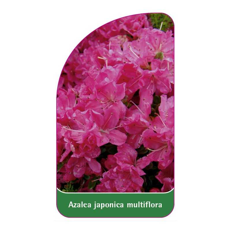 azalea-japonica-multiflora-standard1