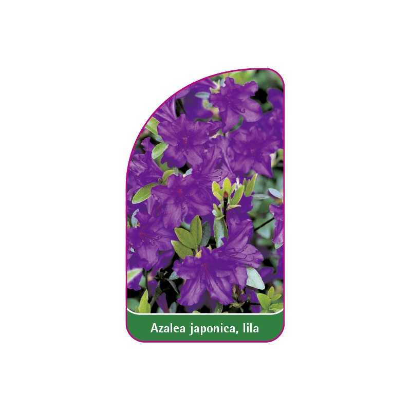 azalea-japonica-lila-a1
