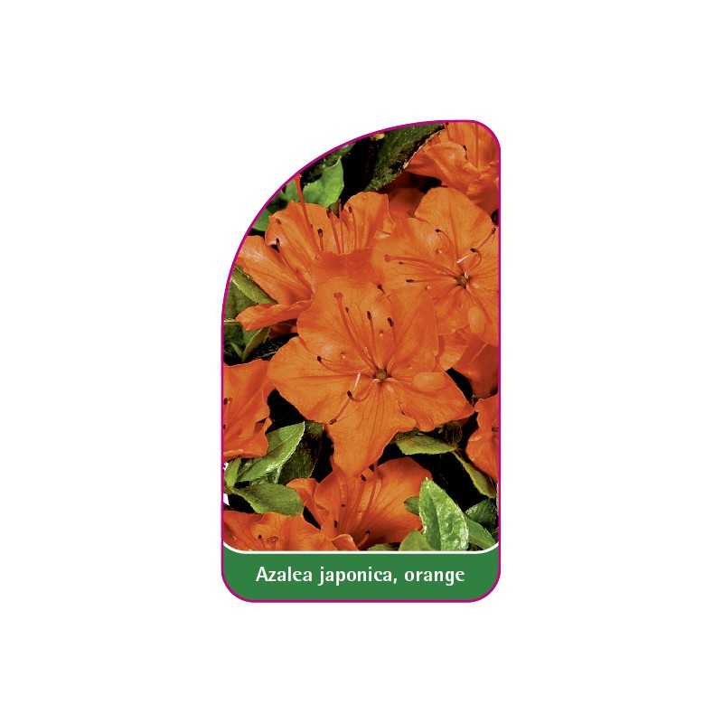 azalea-japonica-orange-a1