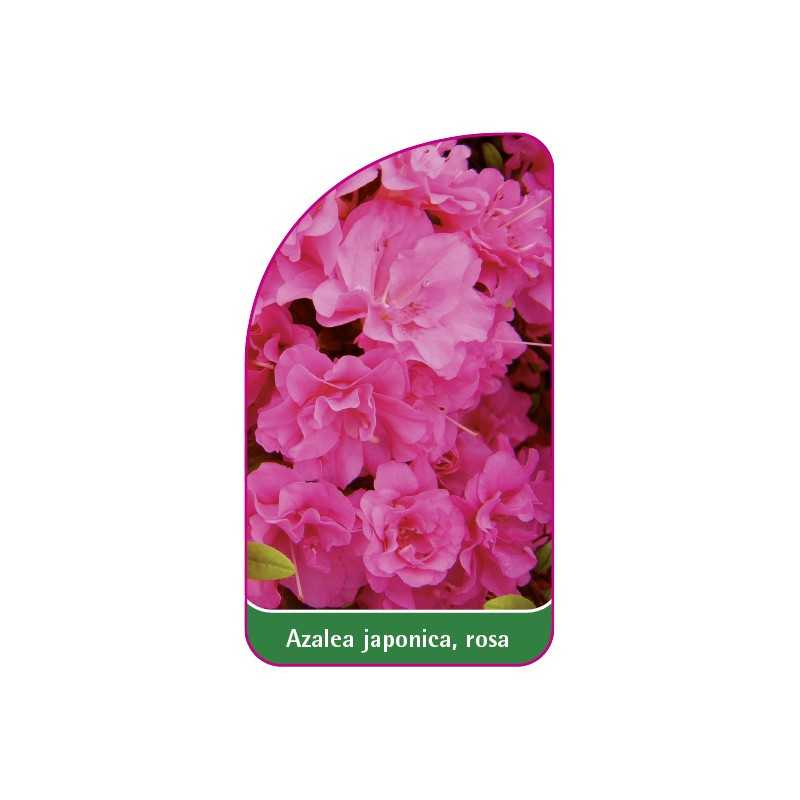 azalea-japonica-rosa-b1