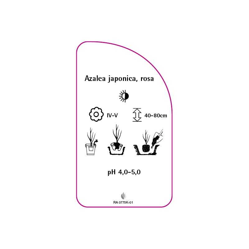 azalea-japonica-rosa-b0