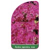 azalea-japonica-rosa-c1