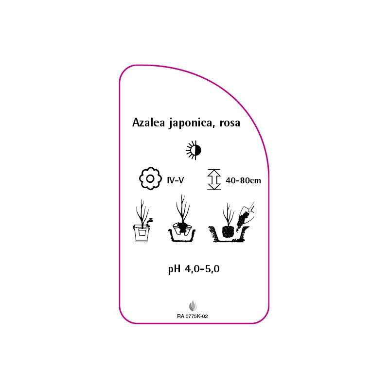 azalea-japonica-rosa-c0