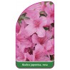 azalea-japonica-rosa-d1