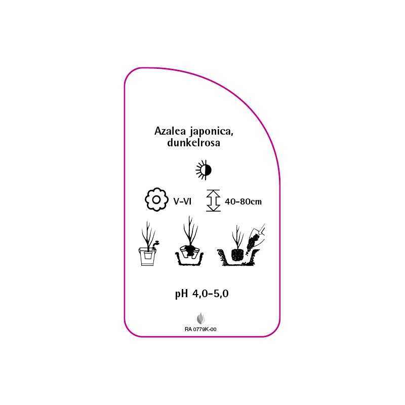 azalea-japonica-rosa-e0