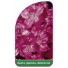 azalea-japonica-rosa-f1
