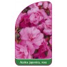 azalea-japonica-rosa-g1