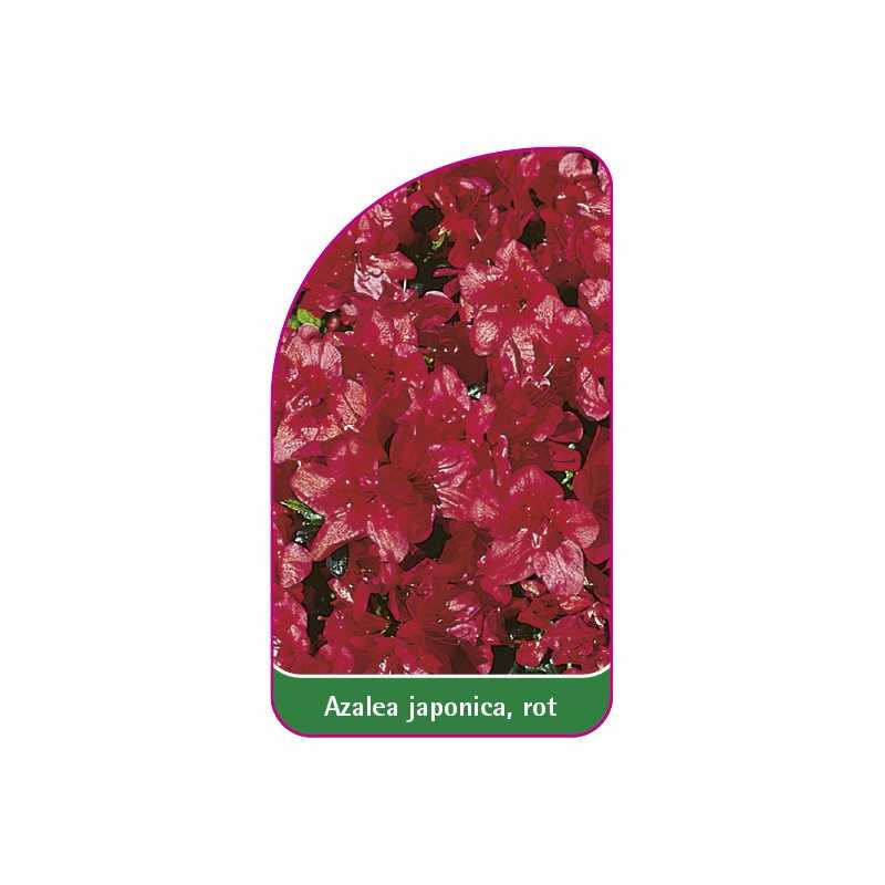 azalea-japonica-rot-a1