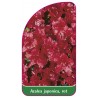 azalea-japonica-rot-a1