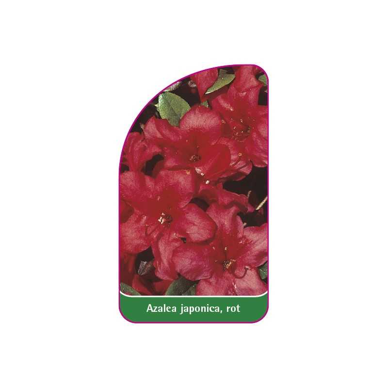 azalea-japonica-rot-b1