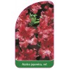 azalea-japonica-rot-c1