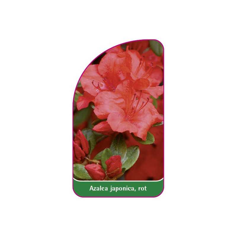 azalea-japonica-rot-d1