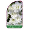 azalea-japonica-weiss-a1