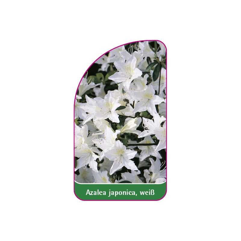 azalea-japonica-weiss-b1