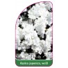 azalea-japonica-weiss-c1