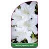 azalea-japonica-weiss-d1