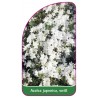 azalea-japonica-weiss-f1