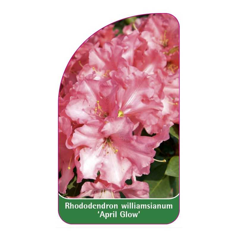 rhododendron-williamsianum-april-glow-1