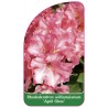 rhododendron-williamsianum-april-glow-1