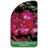rhododendron-williamsianum-aprilglocke-1