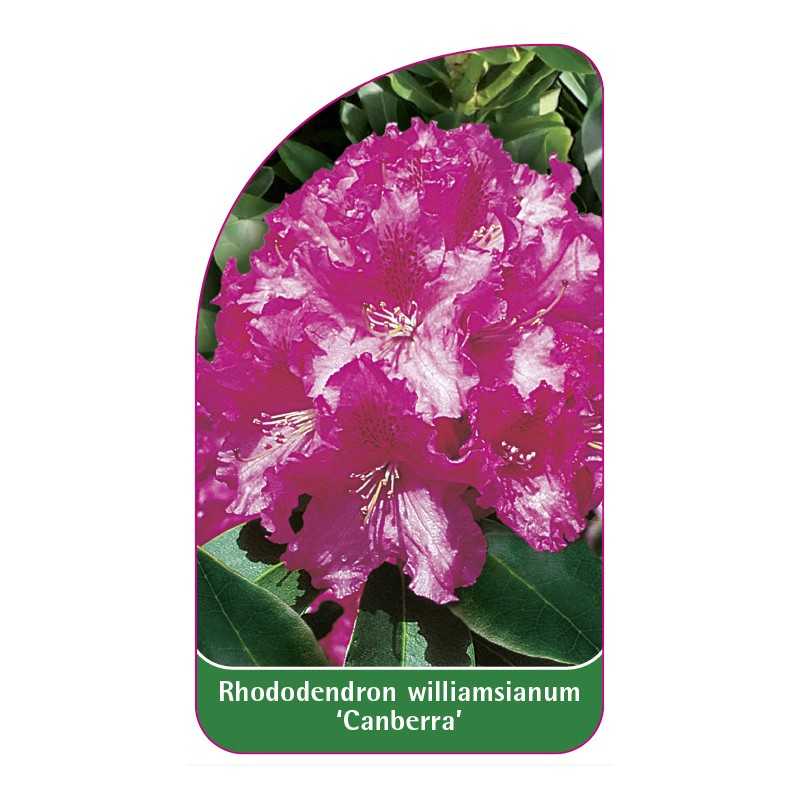 rhododendron-williamsianum-canberra-1