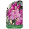 rhododendron-williamsianum-claudius-1