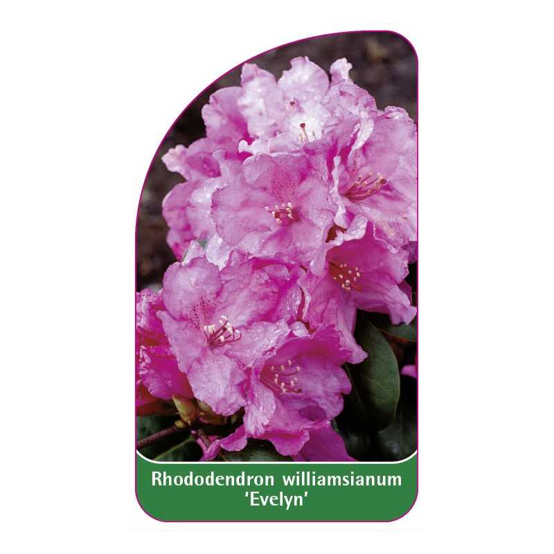rhododendron-williamsianum-evelyn-1