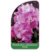 rhododendron-williamsianum-evelyn-1