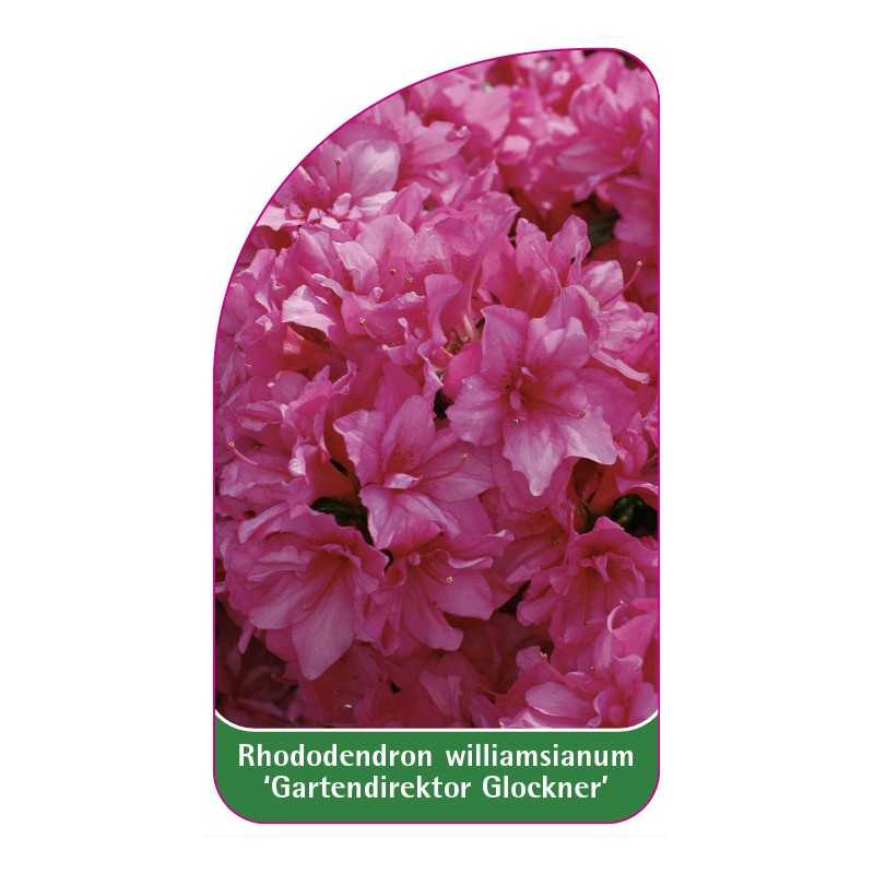 rhododendron-williamsianum-gartendirektor-glockner-1