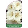 rhododendron-williamsianum-gartendirektor-rieger-a1