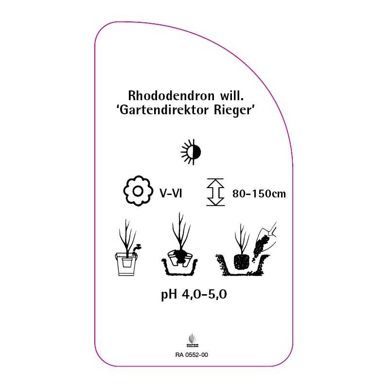 rhododendron-williamsianum-gartendirektor-rieger-a0